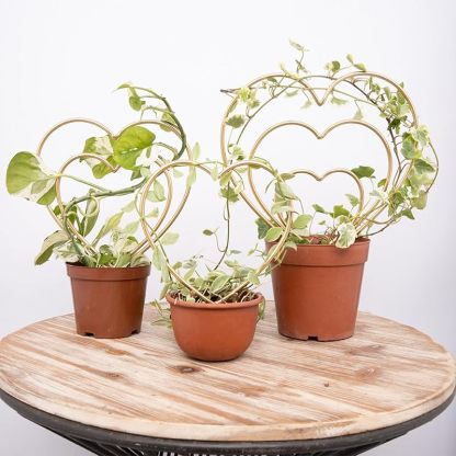 3-Pack Gold Heart Trellis for Climbing Houseplants-MOUGIGI