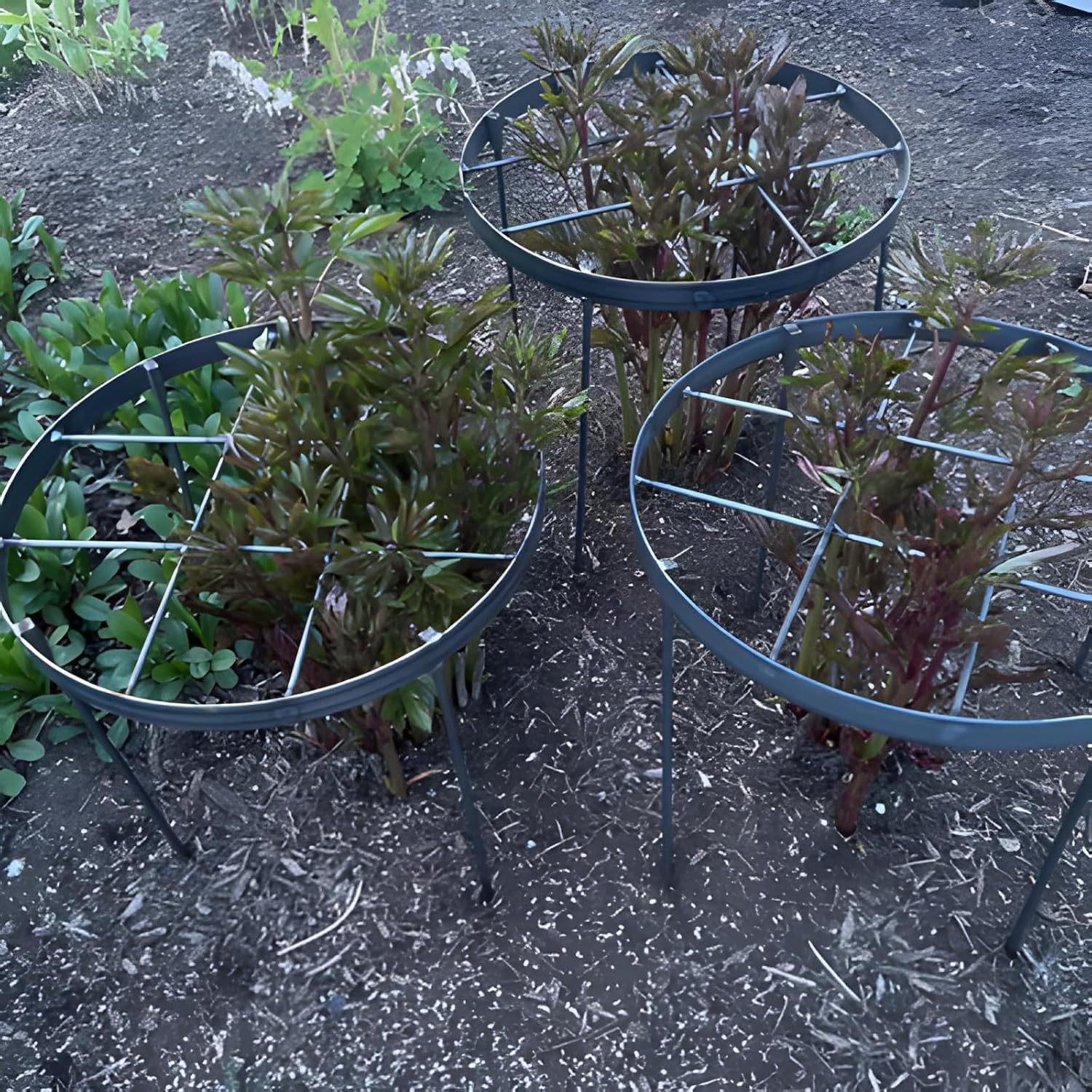 Large Peony Support Cage 18.9x23.6in - Heavy Duty Plant Ring-MOUGIGI