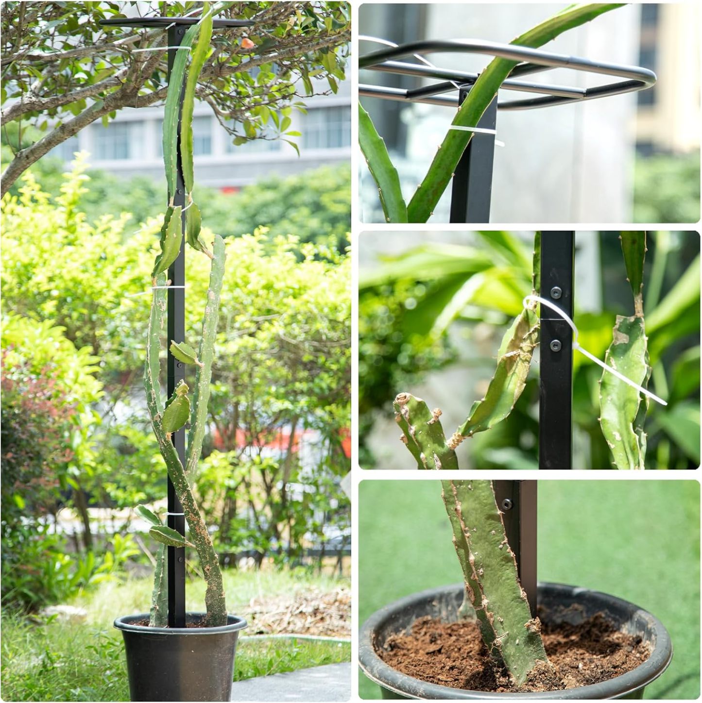 63" Metal Dragon Fruit Trellis - Heavy Duty Garden Support-MOUGIGI