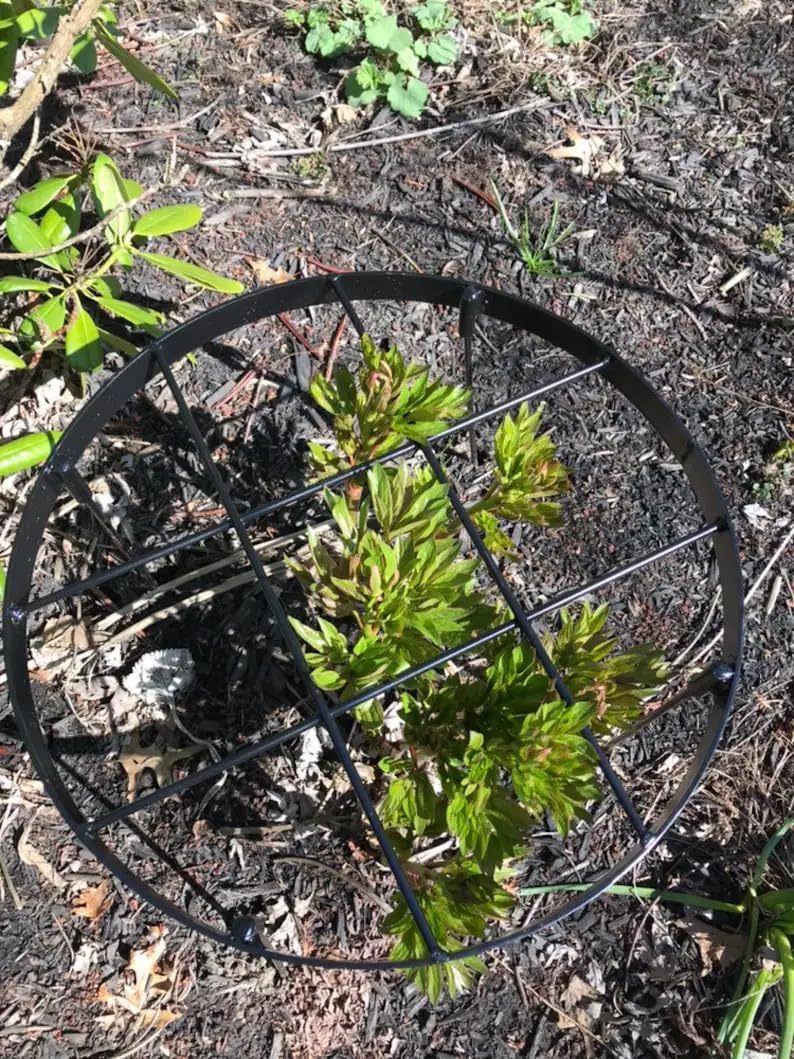 Large Peony Support Cage 18.9x23.6in - Heavy Duty Plant Ring-MOUGIGI