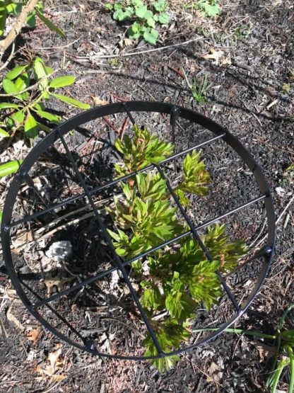 Large Peony Support Cage 18.9x23.6in - Heavy Duty Plant Ring-MOUGIGI