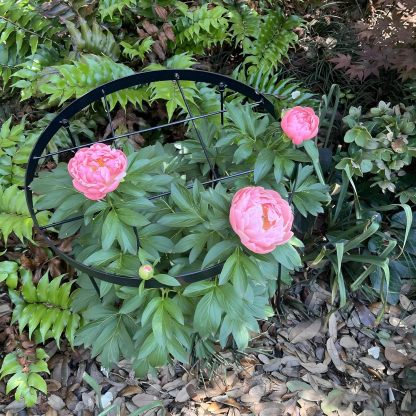 Large Peony Support Cage 18.9x23.6in - Heavy Duty Plant Ring-MOUGIGI