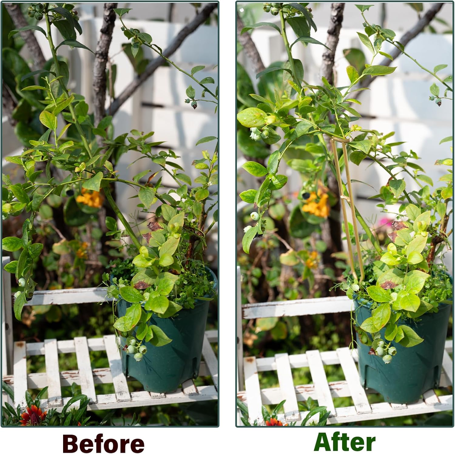 3-Pack Gold Plant Support Stakes for Monstera & Vines-MOUGIGI