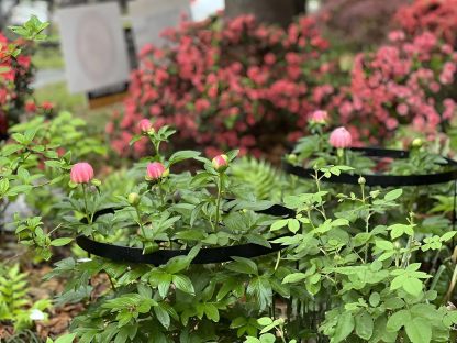 Large Peony Support Cage 18.9x23.6in - Heavy Duty Plant Ring-MOUGIGI