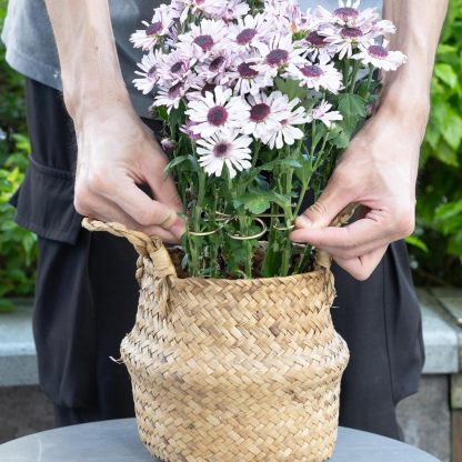 5-Pack Monstera Plant Support Stakes, 4.1IN Clamps-MOUGIGI