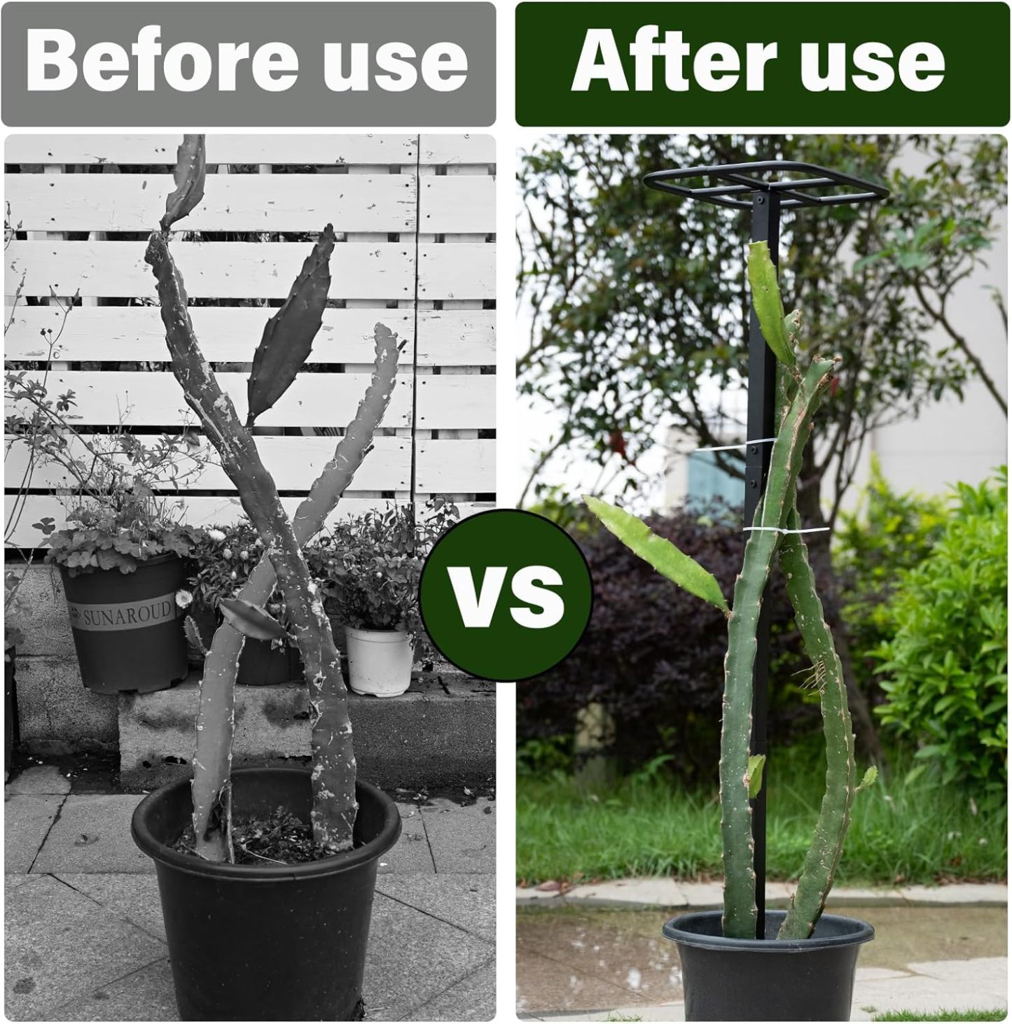 2-Pack Metal Dragon Fruit Trellis - 12x12x50 Inch Garden Support-MOUGIGI