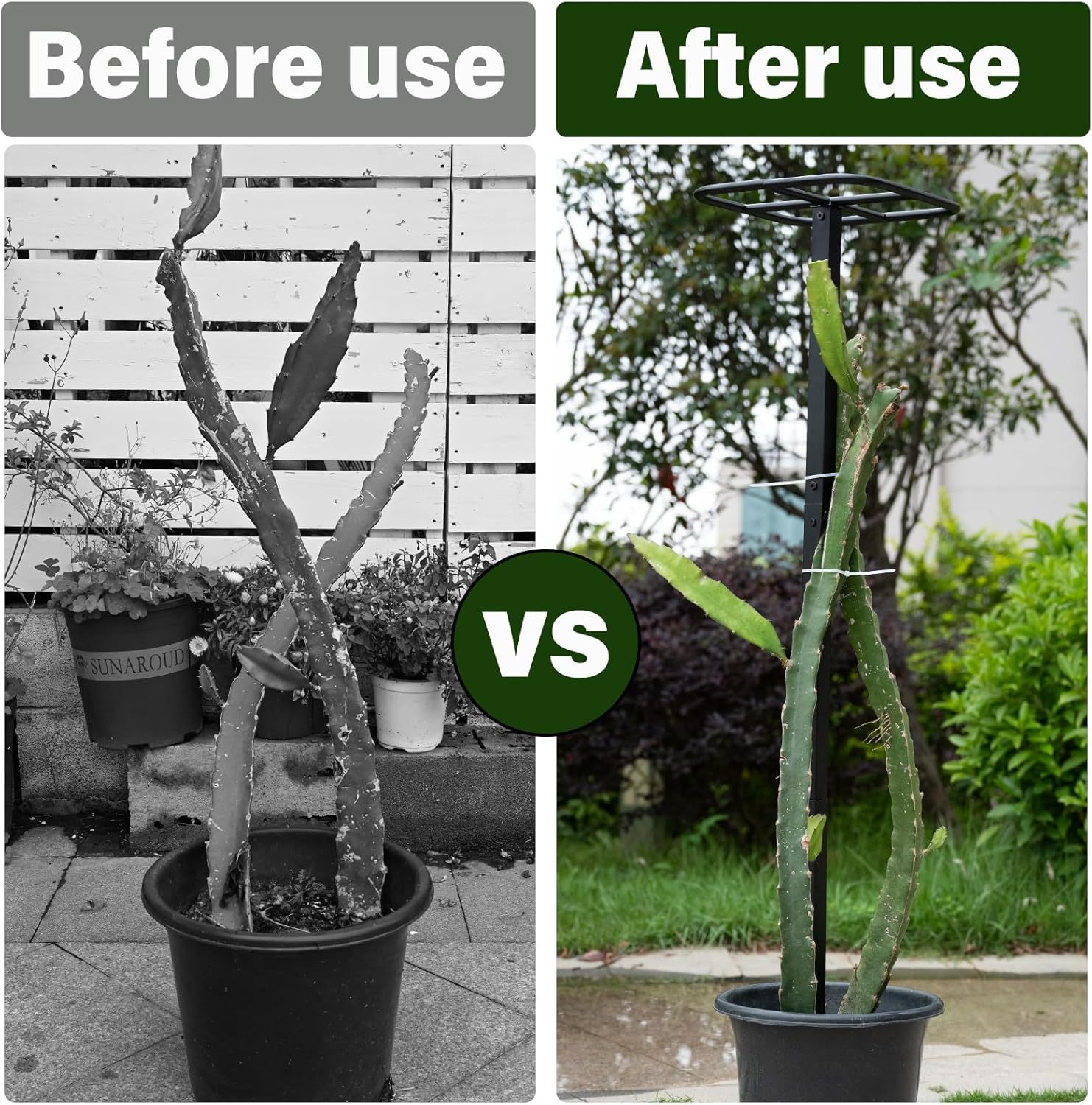 2-Pack Metal Dragon Fruit Trellis - 12x12x50 Inch Garden Support-MOUGIGI