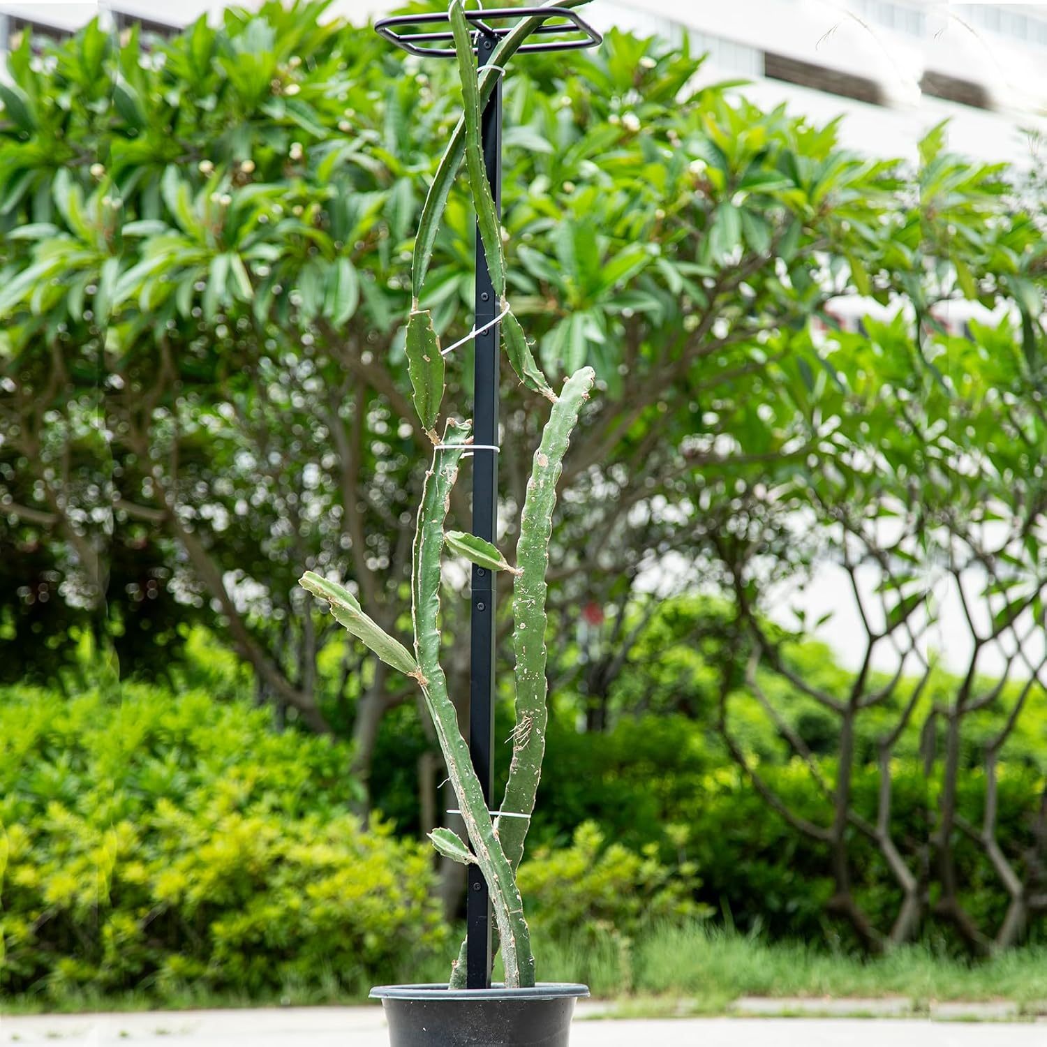 63" Metal Dragon Fruit Trellis - Heavy Duty Garden Support-MOUGIGI