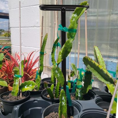 2-Pack Metal Dragon Fruit Trellis - 12x12x50 Inch Garden Support-MOUGIGI