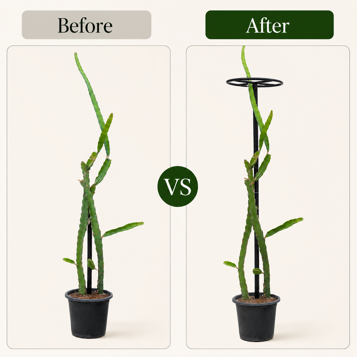 Metal Dragon Fruit Trellis for Potted Plants