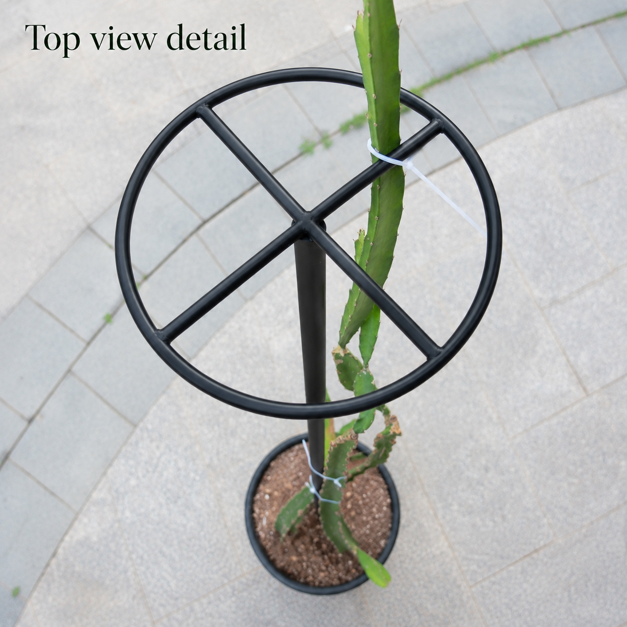 Metal Dragon Fruit Trellis for Potted Plants