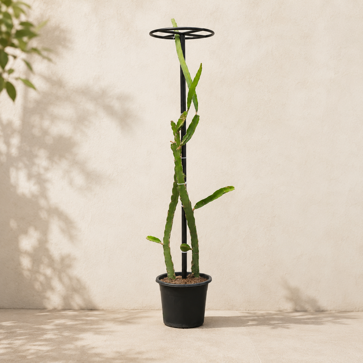 Metal Dragon Fruit Trellis for Potted Plants
