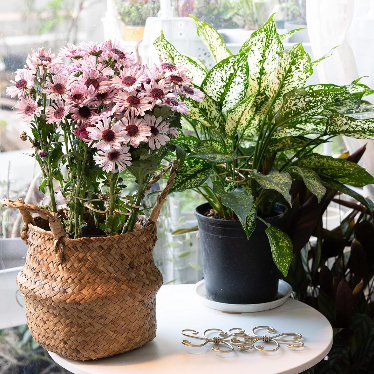 5-Pack Monstera Plant Support Stakes, 4.1IN Clamps-MOUGIGI