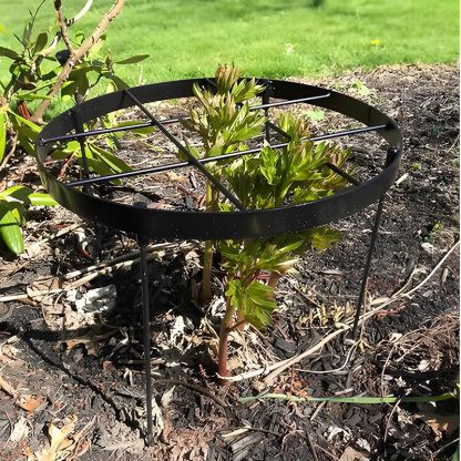 Large Peony Support Cage 18.9x23.6in - Heavy Duty Plant Ring-MOUGIGI
