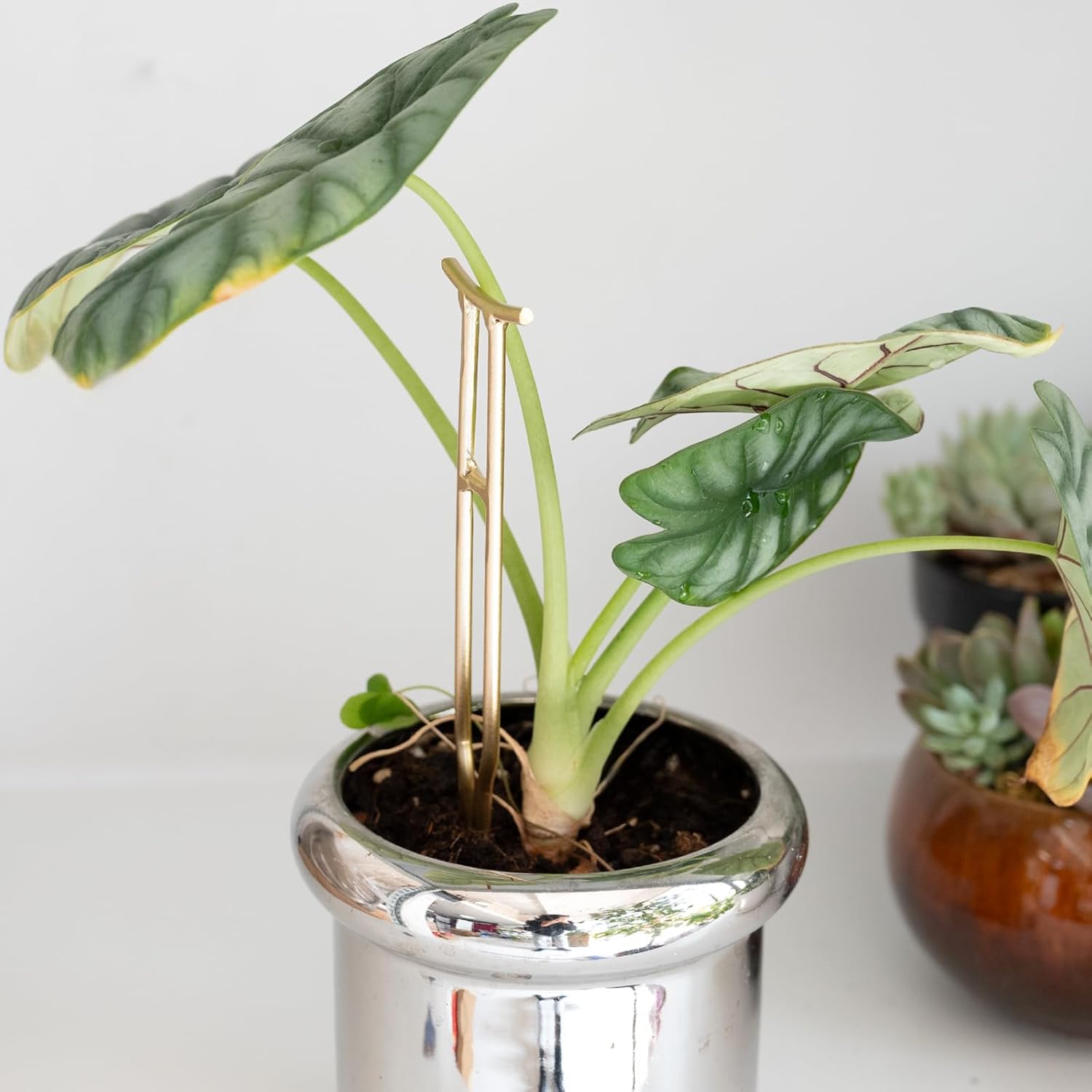 3-Pack Gold Plant Support Stakes for Monstera & Vines-MOUGIGI