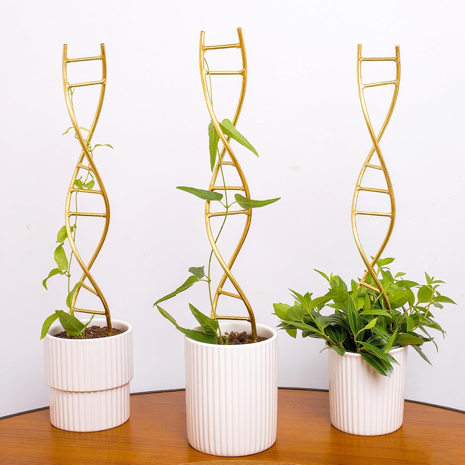 3-Pack DNA Spiral Trellis for Climbing Plants