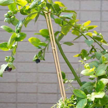 3-Pack Gold Plant Support Stakes for Monstera & Vines-MOUGIGI