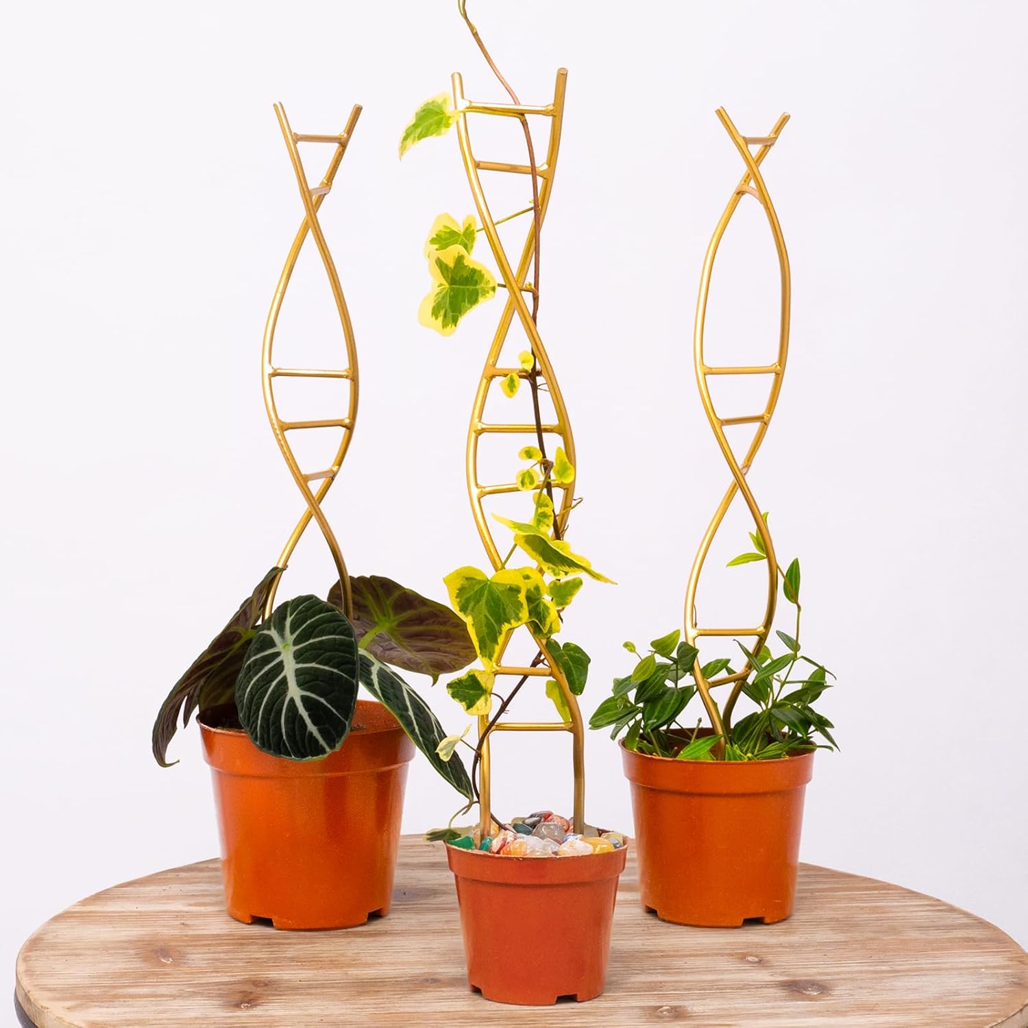 3-Pack DNA Spiral Trellis for Climbing Plants-MOUGIGI