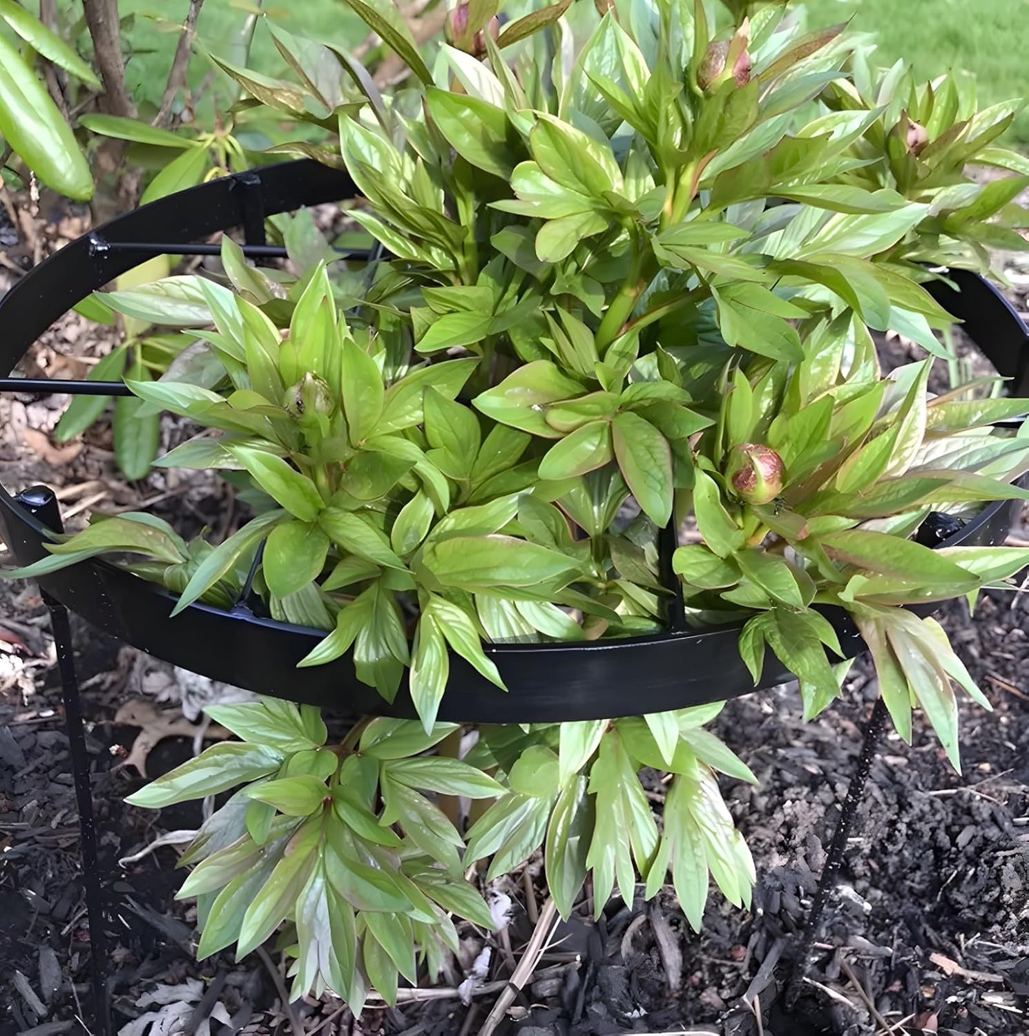 Large Peony Support Cage 18.9x23.6in - Heavy Duty Plant Ring-MOUGIGI