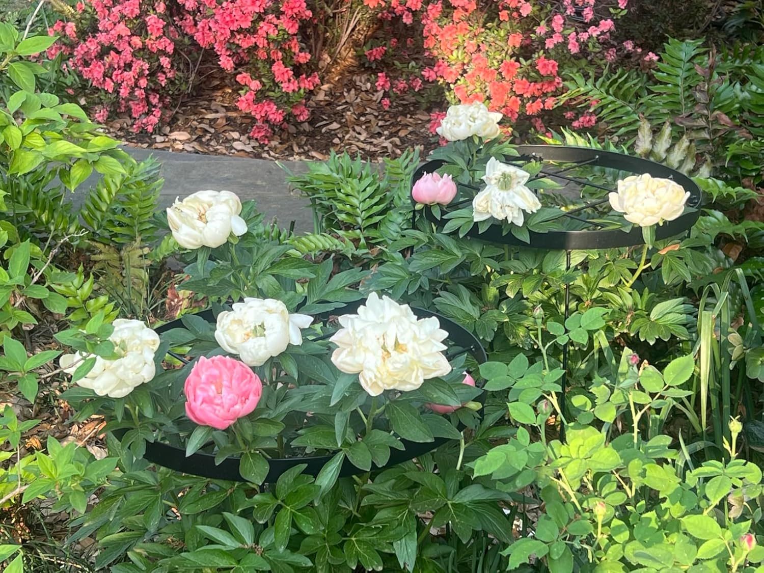 Large Peony Support Cage 18.9x23.6in - Heavy Duty Plant Ring-MOUGIGI