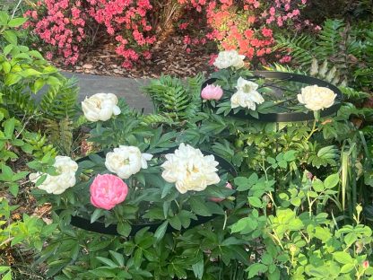 Large Peony Support Cage 18.9x23.6in - Heavy Duty Plant Ring-MOUGIGI