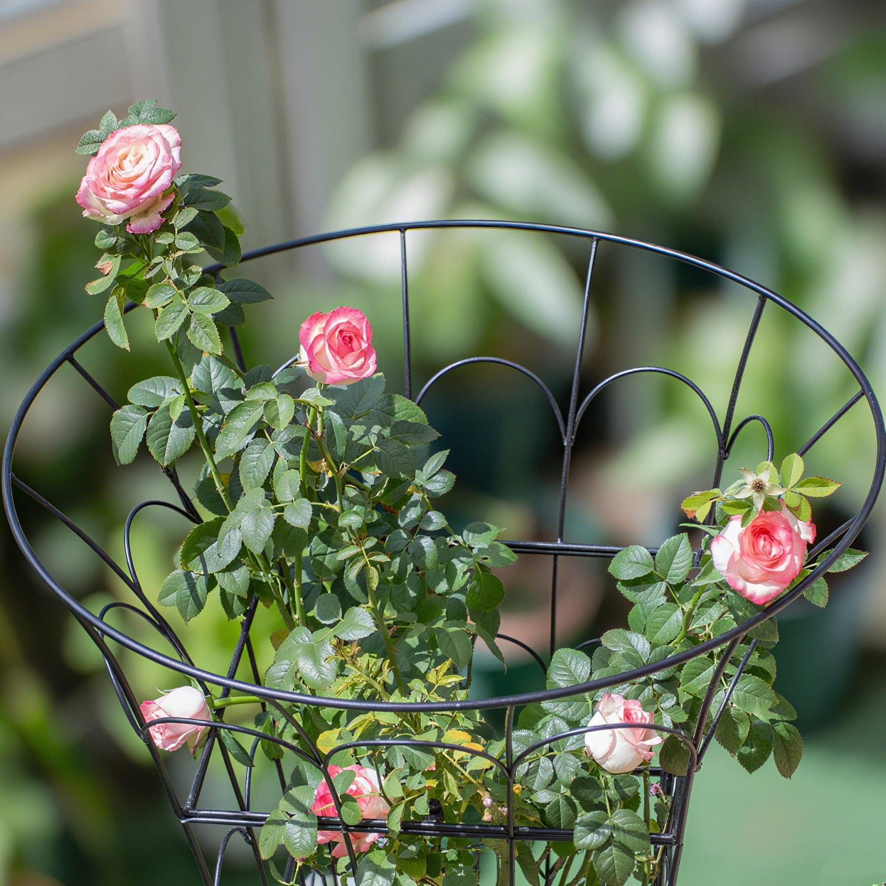 M-Shape Metal Peony Cage - 27.5x22 Inch Plant Support Trellis-MOUGIGI