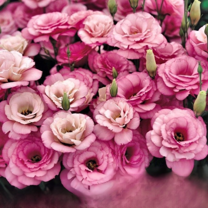 Selbst in kalten Wintern blühen sie – Lisianthus-Samen höchster Qualität