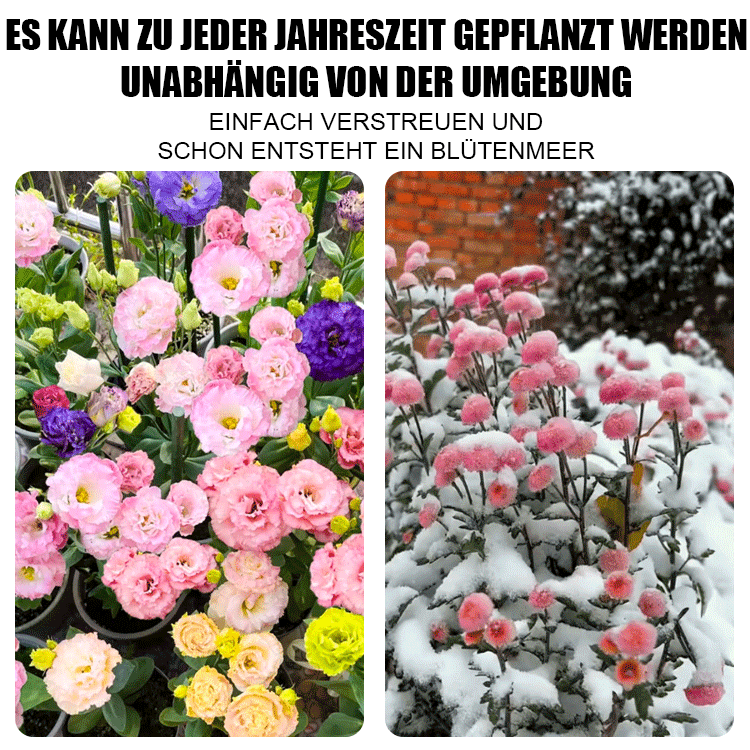 Selbst in kalten Wintern blühen sie – Lisianthus-Samen höchster Qualität