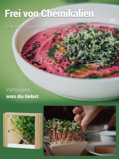 Gesundheit Anti-Krebs Familiengemüse-Set