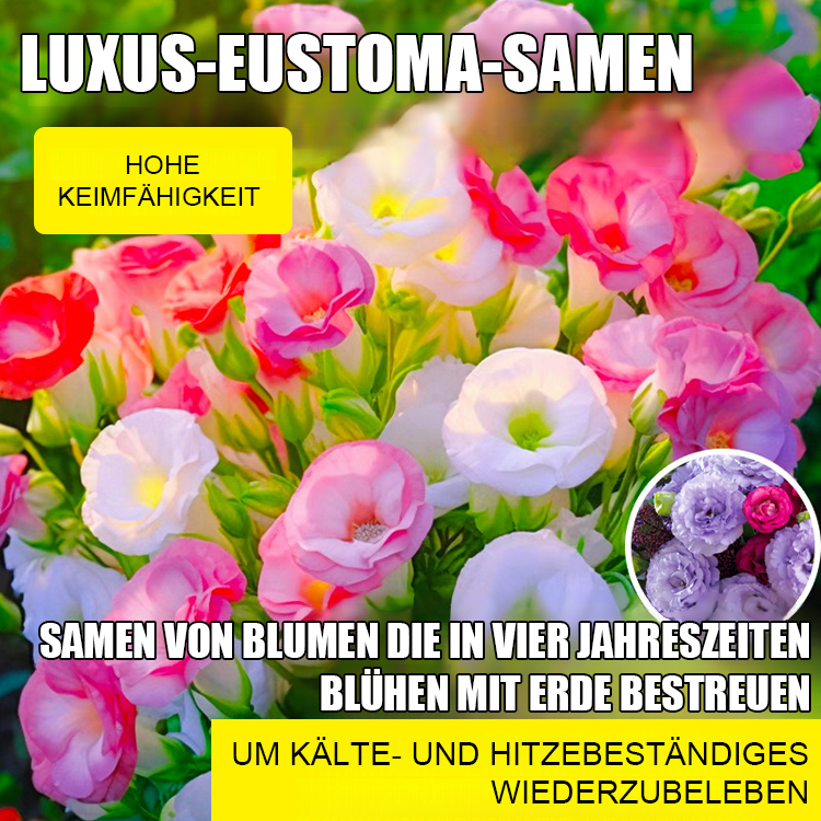 Selbst in kalten Wintern blühen sie – Lisianthus-Samen höchster Qualität