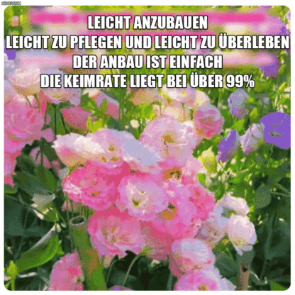 Selbst in kalten Wintern blühen sie – Lisianthus-Samen höchster Qualität