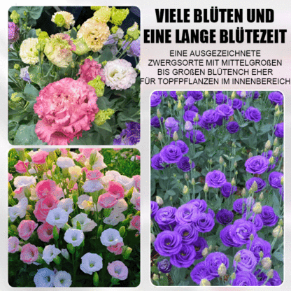 Selbst in kalten Wintern blühen sie – Lisianthus-Samen höchster Qualität