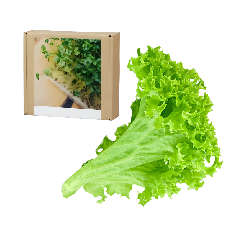 Gesundheit Anti-Krebs Familiengemüse-Set