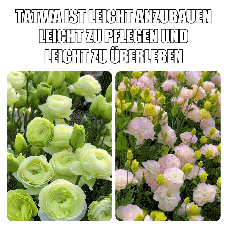 Selbst in kalten Wintern blühen sie – Lisianthus-Samen höchster Qualität
