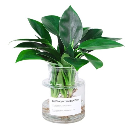 🍃“Der Luftreiniger ohne Strom”, Golden Diamond Green Pflanzen, Keine Sonnenstrahlen nötig, Absorbiert Schadstoffe geräuschlos！