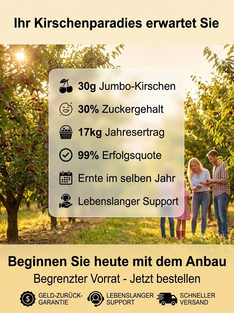 【100% Anwachsgarantie】 4J XXL Regina Süßkirschbaum | Kräftige 2-jährige Setzlinge | Ernte bereits im ersten Jahr | Ideal für Balkon und Garten | Winterhart bis -20°C 🍒