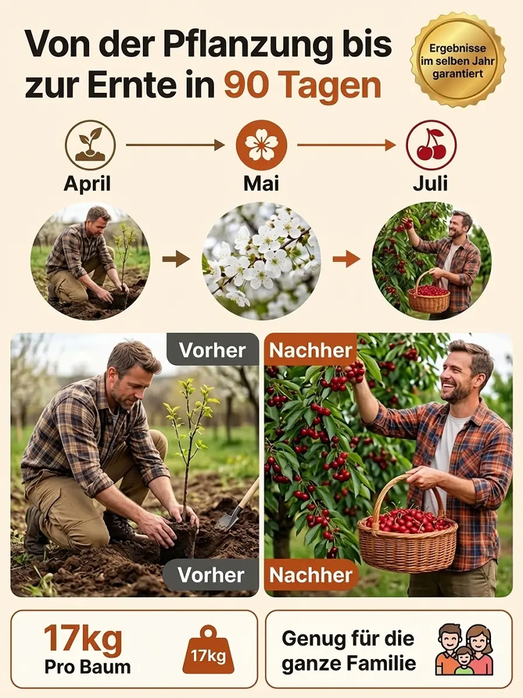 【100% Anwachsgarantie】 4J XXL Regina Süßkirschbaum | Kräftige 2-jährige Setzlinge | Ernte bereits im ersten Jahr | Ideal für Balkon und Garten | Winterhart bis -20°C 🍒