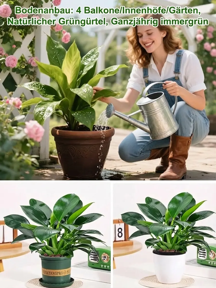 🍃“Der Luftreiniger ohne Strom”, Golden Diamond Green Pflanzen, Keine Sonnenstrahlen nötig, Absorbiert Schadstoffe geräuschlos！