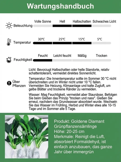 🍃“Der Luftreiniger ohne Strom”, Golden Diamond Green Pflanzen, Keine Sonnenstrahlen nötig, Absorbiert Schadstoffe geräuschlos！