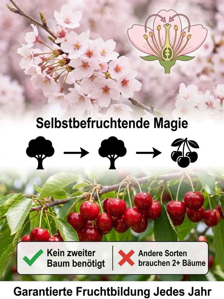 【100% Anwachsgarantie】 4J XXL Regina Süßkirschbaum | Kräftige 2-jährige Setzlinge | Ernte bereits im ersten Jahr | Ideal für Balkon und Garten | Winterhart bis -20°C 🍒