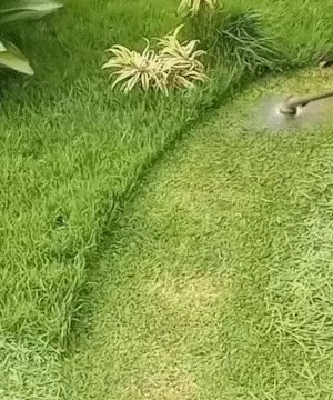 [10 JAHRE OHNE WECHSEL] Verschleißfreies Hochkohlenstoffstahl-Jäterad – Universell passend für alle Motorsensen!