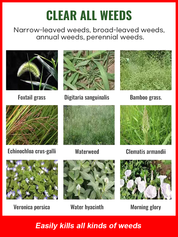 【Powerful Root-Killing Herbicide】✨ Weeds vanished within just one day ✅ Replanting possible after only 3 days 👍 No need to weed all year round