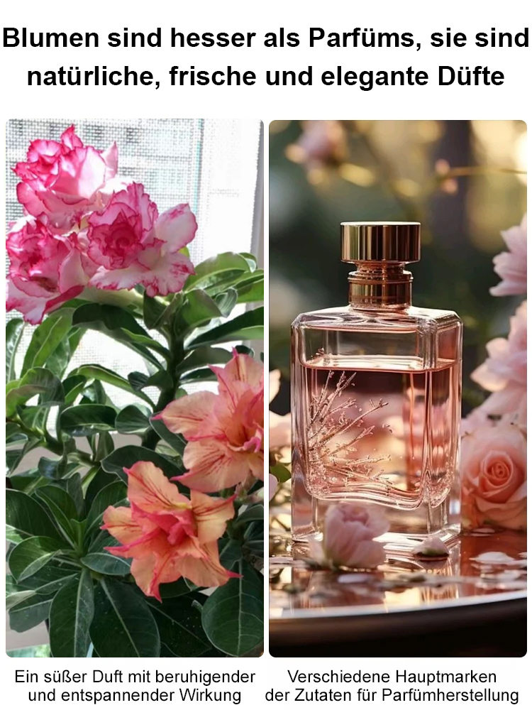 【Mit Wasser gedeiht es 100 Jahre】Wüstenrosen-Zwiebelblume