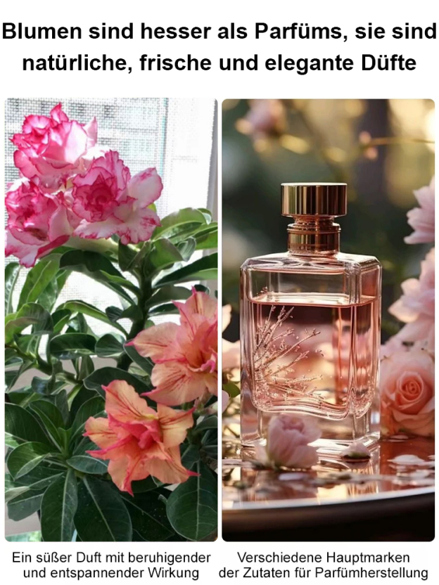 【Mit Wasser gedeiht es 100 Jahre】Wüstenrosen-Zwiebelblume