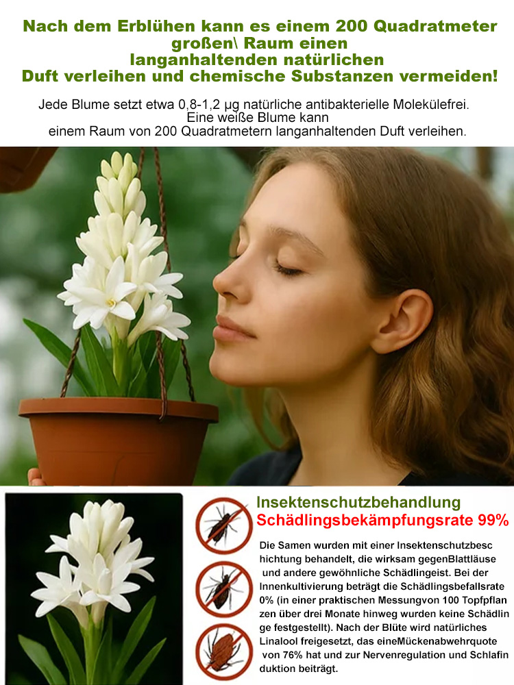 Premium Tuberose Blumenzwiebeln –Intensiv duftende Rarität – Der Adel unter den Blumen.