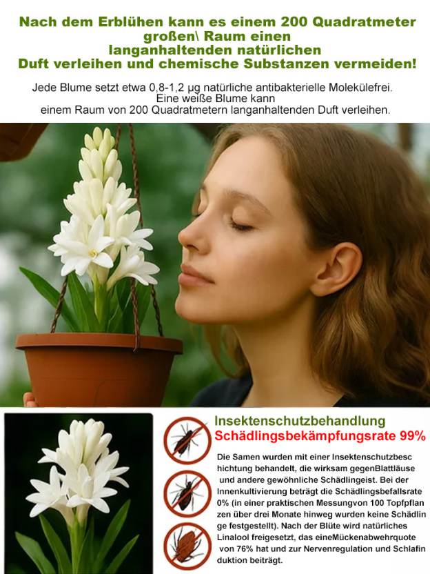Premium Tuberose Blumenzwiebeln –Intensiv duftende Rarität – Der Adel unter den Blumen.