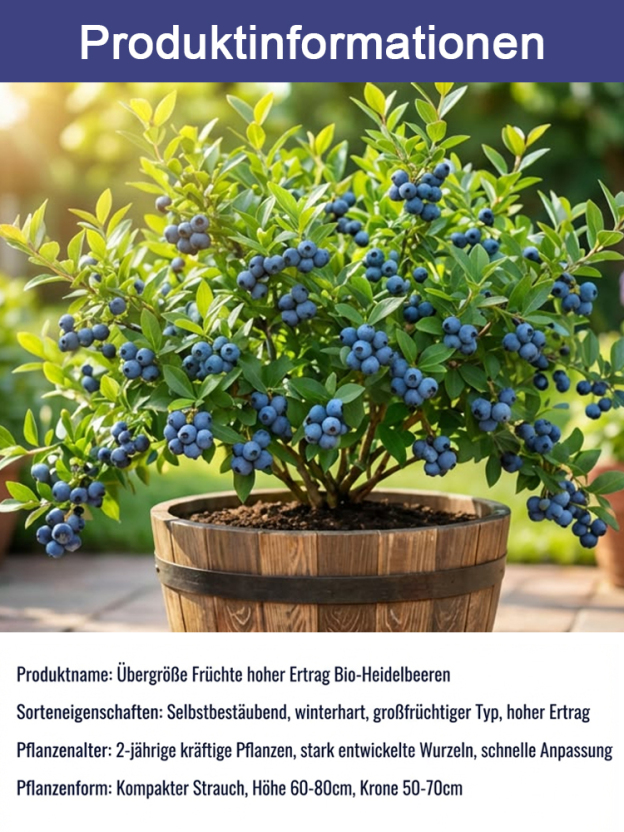 Bio-Blaubeerpflanze mit großen Früchten und hoher Ernte (Rückgabegarantie)