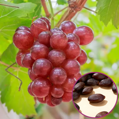 Queen Nina Traubenkerne mit Noten von hochwertigem Rotwein