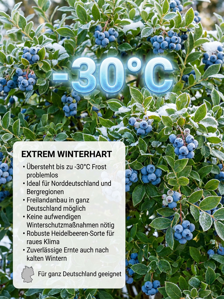 Bio-Blaubeerpflanze mit großen Früchten und hoher Ernte (Rückgabegarantie)