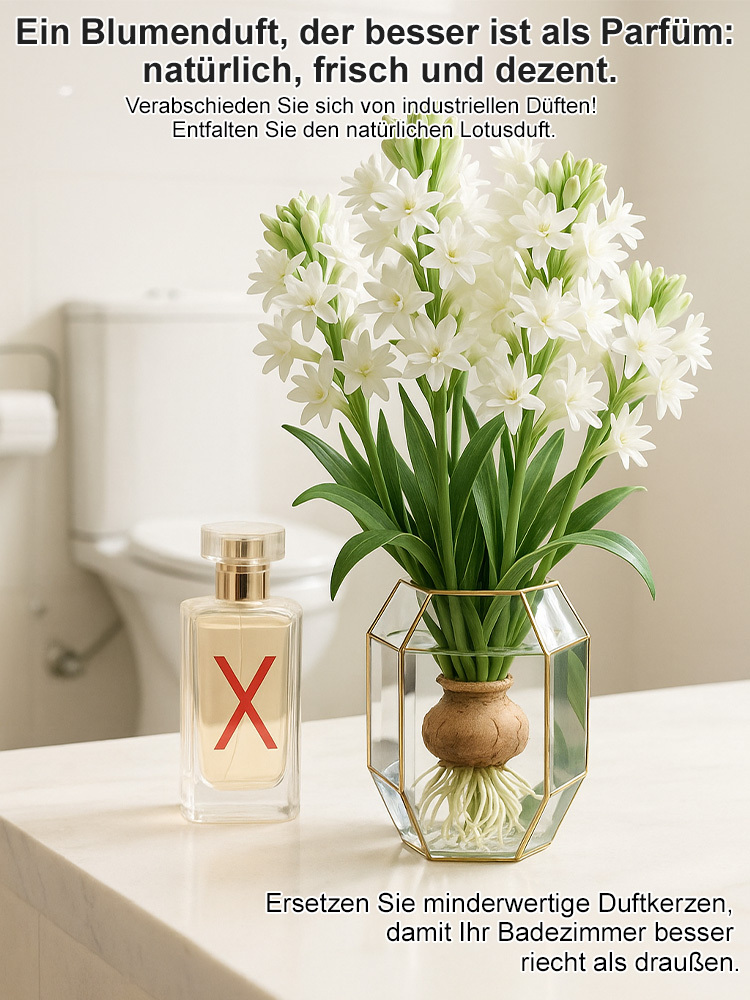 Premium Tuberose Blumenzwiebeln –Intensiv duftende Rarität – Der Adel unter den Blumen.
